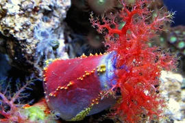 Tận mục thế giới ít người biết đến của các loài hải sâm