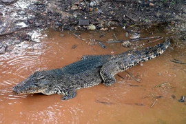 27 loài cá sấu là những sát thủ đáng sợ còn tồn tại 