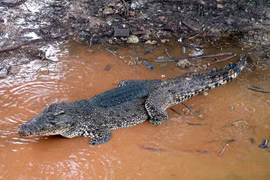 27 loài cá sấu là những sát thủ đáng sợ còn tồn tại 