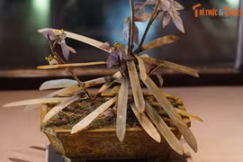 10 cổ vật quý làm từ 10 chất liệu khác nhau của nhà Nguyễn