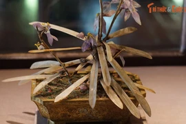 10 cổ vật quý làm từ 10 chất liệu khác nhau của nhà Nguyễn