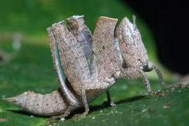 Ảnh hiếm - độc về các loài côn trùng kỳ lạ của Việt Nam