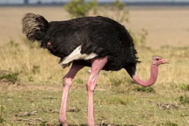 Những loài chim chạy có bàn chân to và độc đáo nhất thế giới