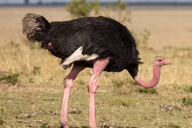 Những loài chim chạy có bàn chân to và độc đáo nhất thế giới