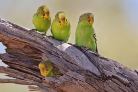 Thế giới muôn màu của những loài vẹt độc đáo nhất thế giới (1)