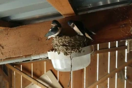 Trong nhà xuất hiện 5 dấu hiệu này, vận may tài lộc sắp ập đến 