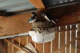 Trong nhà xuất hiện 5 dấu hiệu này, vận may tài lộc sắp ập đến 