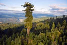 Khám phá cây cổ thụ 800 tuổi cao nhất thế giới