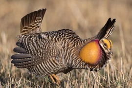 Điểm danh các loài gà hoang dã thú vị nhất thế giới (2)