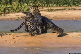 Top 14 động vật sát thủ săn mồi, đáng sợ nhất hành tinh