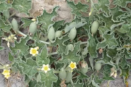 Tận mục quả dưa chuột kịch độc, nổ như bom khi chín