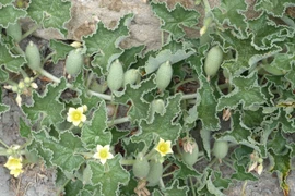 Tận mục quả dưa chuột kịch độc, nổ như bom khi chín