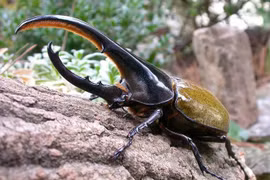 Sự thật ngỡ ngàng về loài họ hung mang tên dũng sĩ Hercules