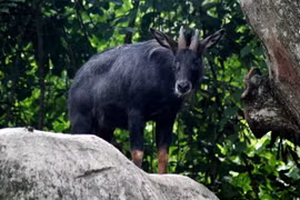 Cận cảnh 7 loài trâu bò hoang dã của Việt Nam