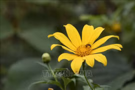 Mùa hoa dã quỳ nhuộm vàng núi đồi Tây Bắc