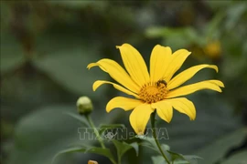 Mùa hoa dã quỳ nhuộm vàng núi đồi Tây Bắc