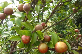 Loại quả quý được mệnh danh ‘vàng lỏng’ Bình Liêu