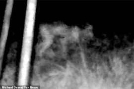 Sinh vật 4 chân bí ẩn nghi người ngoài hành tinh