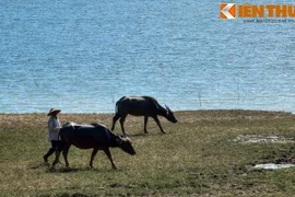 Khó tin chuyện danh tướng Trần Hưng Đạo từng cưỡi trâu đánh giặc