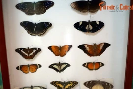 Hoa mắt với bộ sưu tập bướm muôn màu ở Đà Lạt