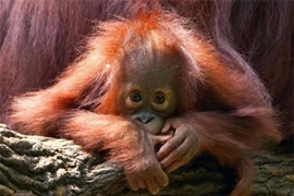 7 động vật quý hiếm nhất hành tinh trước nguy cơ tuyệt chủng