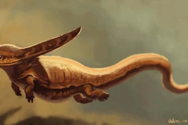 Tận mục loài kỳ nhông quái dị có đầu hình boomerang