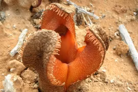 15 loài cây độc lạ nhất thế giới: Số 10 Việt Nam có nhiều