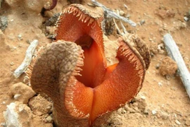 15 loài cây độc lạ nhất thế giới: Số 10 Việt Nam có nhiều