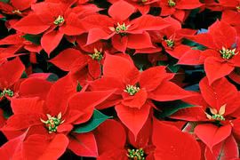 Biết gì về cây hoa trạng nguyên trong dịp Giáng sinh ở phương Tây?