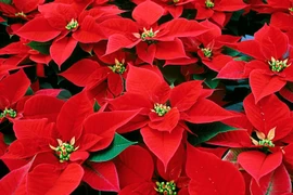 Biết gì về cây hoa trạng nguyên trong dịp Giáng sinh ở phương Tây?