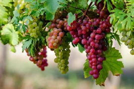 Top 7 loại cây ăn quả mang ý nghĩa giàu sang, sung túc