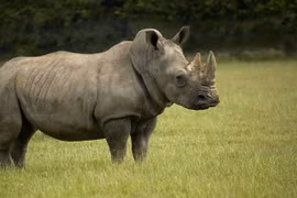 10 loài động vật vô giá của nhân loại, Việt Nam cũng có