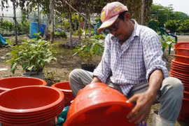 Nông dân phập phồng lo ế mùa hoa Tết 2024