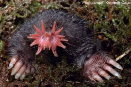 Cận cảnh loài thú "ngoài hành tinh" có bộ mặt kinh dị nhất thế giới