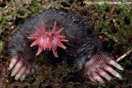 Cận cảnh loài thú "ngoài hành tinh" có bộ mặt kinh dị nhất thế giới