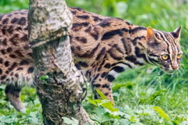 Điểm danh 8 loài mèo hoang dã quý hiếm ở Việt Nam