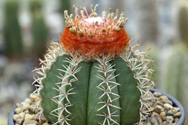 Khám phá 10 loài cây xương rồng thú vị nhất thế giới