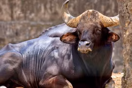 Loài động vật lớn nhất thế giới ở Việt Nam sắp tuyệt chủng 
