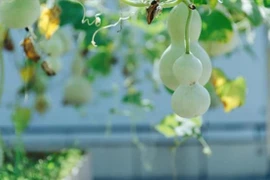 “Mở cửa có 2 thứ này, con cháu mãi phú quý”