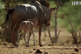 Linh dương đầu bò đơn độc đánh bật cả làng báo săn 