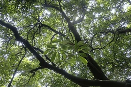 Loài cây quý hiếm lần đầu tiên phát hiện ngoài tự nhiên