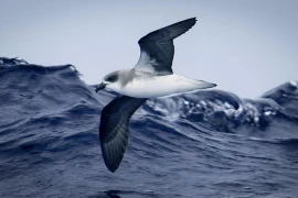 Kinh ngạc chim hải âu cưỡi sóng đạp bão để kiếm ăn!