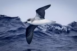 Kinh ngạc chim hải âu cưỡi sóng đạp bão để kiếm ăn!