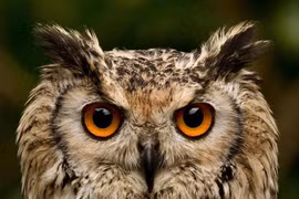 Lý giải bộ mặt đặc dị của các loài cú mèo