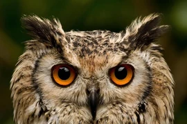Lý giải bộ mặt đặc dị của các loài cú mèo