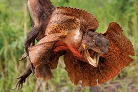 Soi những loài nhông kỳ quái nhất thế giới: Việt Nam có 4 loài