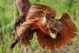 Soi những loài nhông kỳ quái nhất thế giới: Việt Nam có 4 loài