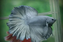 Hé lộ 15 sự thật 'động trời' về cá chọi không phải ai cũng biết