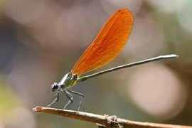 Top 20 loài chuồn chuồn kim đẹp nhất Việt Nam