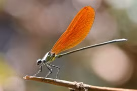 Top 20 loài chuồn chuồn kim đẹp nhất Việt Nam